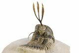 Trident Walliserops Trilobite - Exceptional Preparation #251922-1